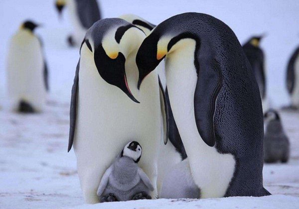 企鹅为什么不怕冷
