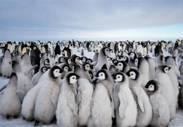企鹅为什么不怕冷