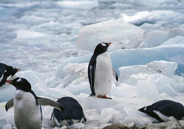 企鹅为什么不怕冷