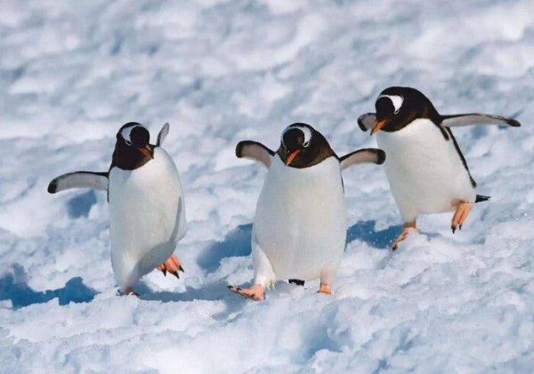 企鹅为什么不怕冷
