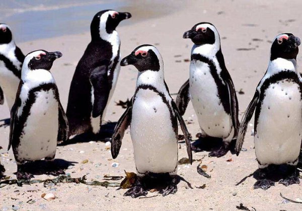 企鹅为什么不怕冷