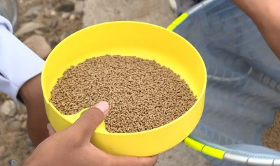 钓鱼技巧饵料有哪些 新手应该如何搭配钓鱼的饵料