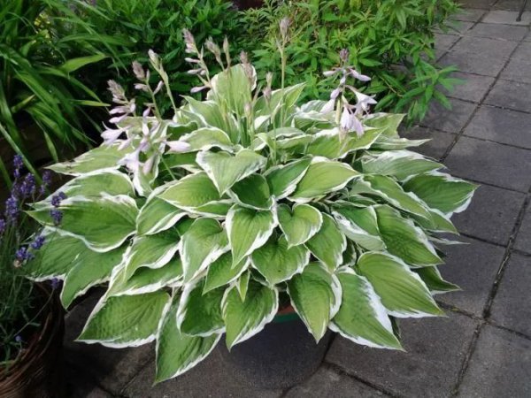 自来水ph值多少为正常