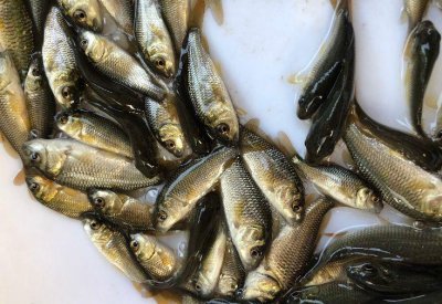 河里野钓用什么饵料 10款最适合野钓的饵料介绍