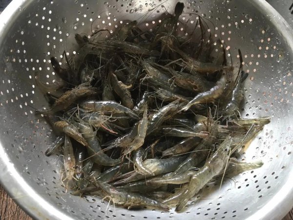 淡水的河虾怎么抓用什么做饵