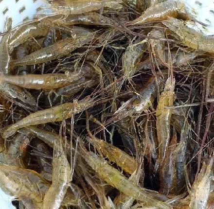 淡水的河虾怎么抓用什么做饵