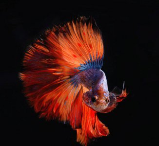 斗鱼吃什么最好 泰国斗鱼的一些常见问题及饲养技巧