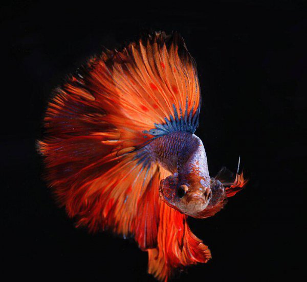 斗鱼吃什么最好