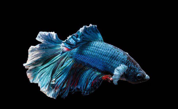 斗鱼吃什么最好