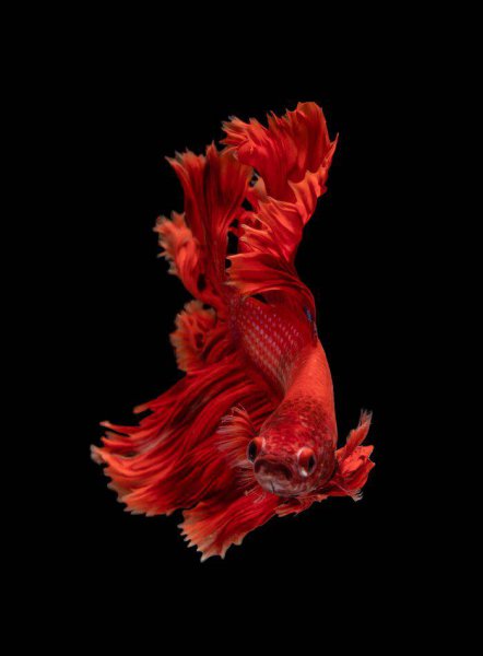 斗鱼吃什么最好