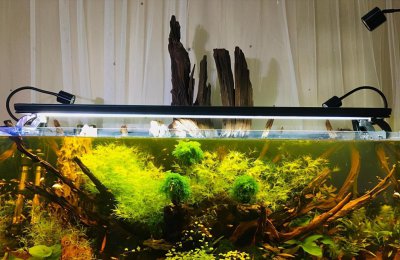 最好养的阴性水草有哪些 为什么阴性水草容易养殖