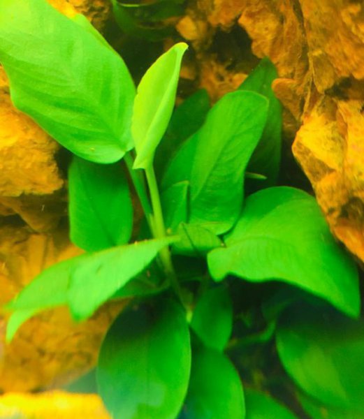 最好养的阴性水草有哪些