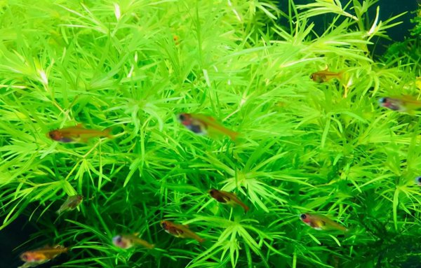 最好养的阴性水草有哪些