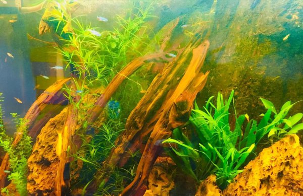 最好养的阴性水草有哪些