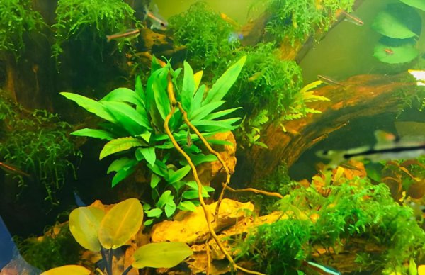 最好养的阴性水草有哪些