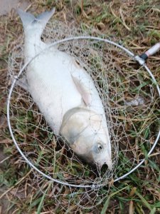 钓鲢鳙用多大的钩 初夏野钓鲢鳙的方法技巧全攻略