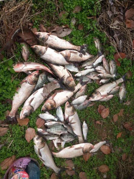 钓鲢鳙用多大的钩