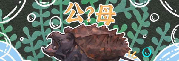 家养鳄龟怎么分公母