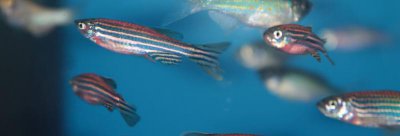 斑马鱼怎么养需要灯光吗 斑马鱼养殖方法和注意事项