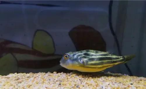 斑马狗头鱼的生长习性介绍