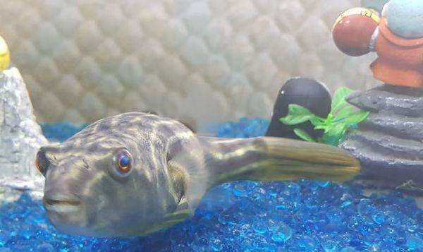 斑马狗头鱼的生长习性介绍