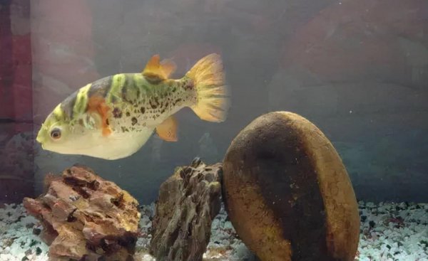 斑马狗头鱼的生长习性介绍
