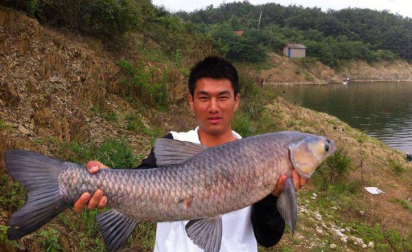 钓青鱼绝招和技巧有哪些