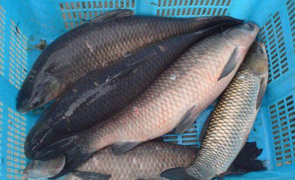 钓青鱼绝招和技巧有哪些