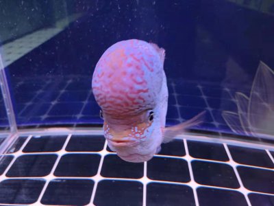 金鱼头朝下是怎么回事 养的金鱼总是头朝下怎么处理