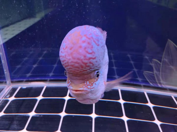 金鱼头朝下是怎么回事