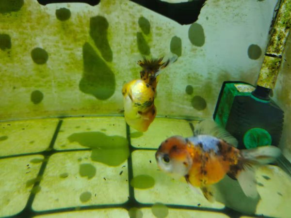 金鱼头朝下是怎么回事