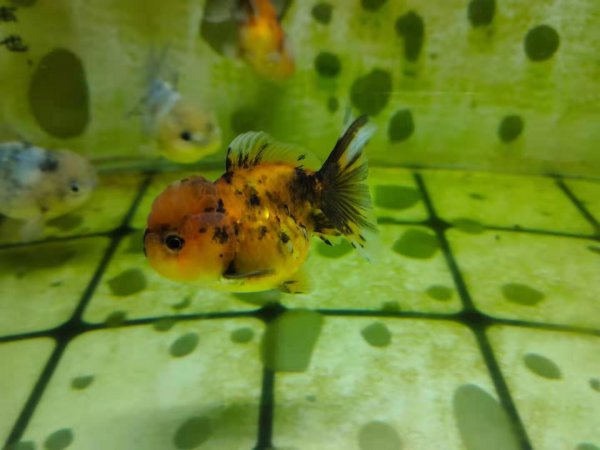 金鱼头朝下是怎么回事