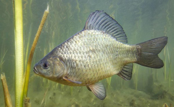 钓鲫鱼用什么打窝