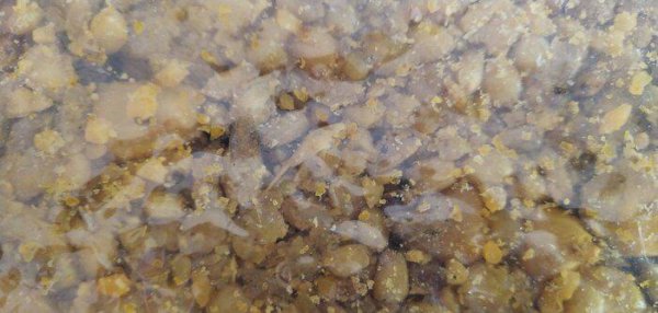 钓鲫鱼用什么打窝