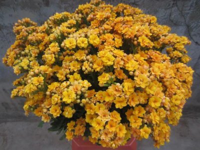 冬天开的花有哪些 便宜好养活冬天也能开的5种花