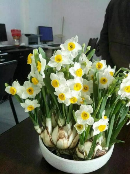 冬天开的花有哪些