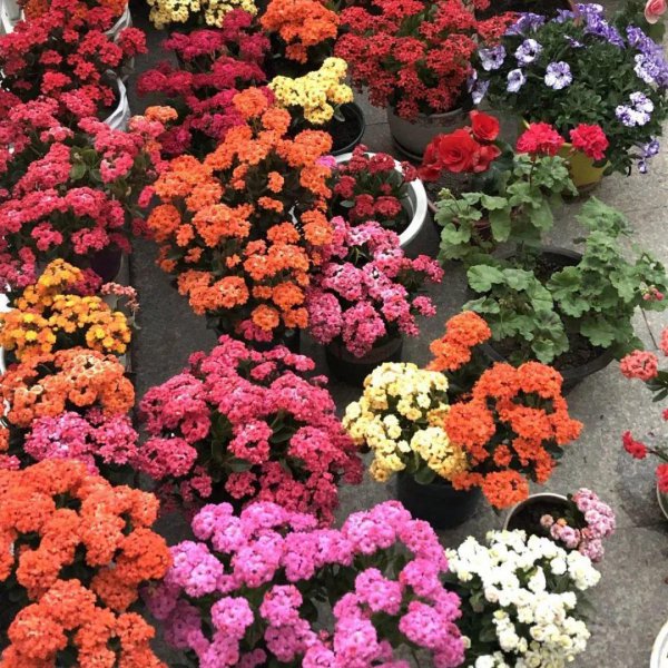 冬天开的花有哪些