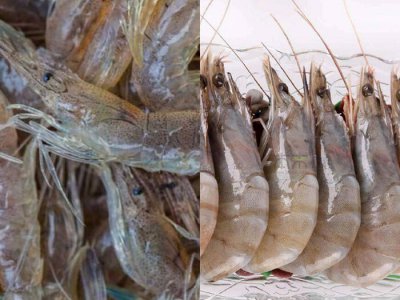 海虾和淡水虾的区别是什么 海虾跟淡水虾有什么不一样