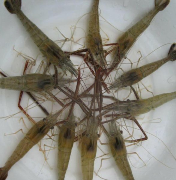 海虾和淡水虾的区别是什么