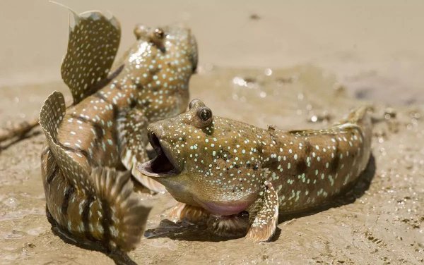 弹涂鱼可以用淡水养吗