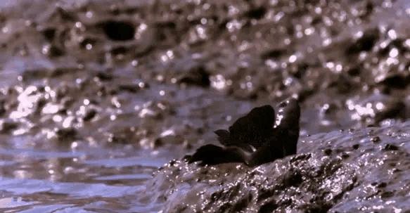 弹涂鱼可以用淡水养吗