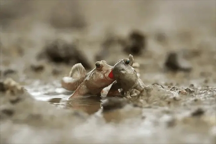 弹涂鱼可以用淡水养吗