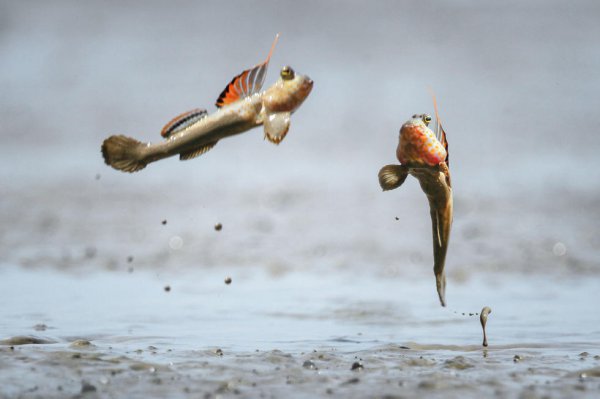 弹涂鱼可以用淡水养吗