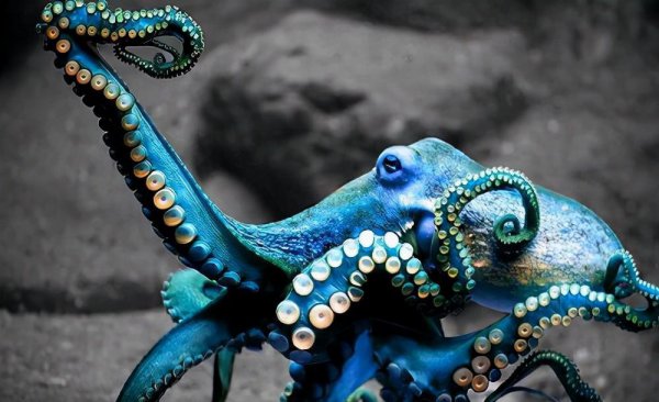 章鱼的智商到底有多高