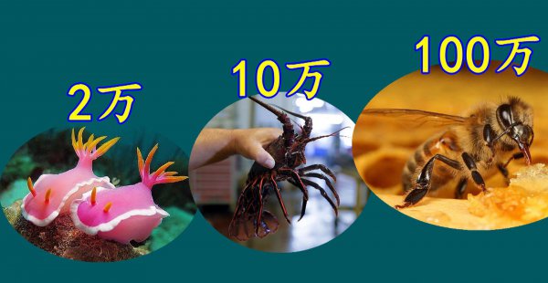 章鱼的智商到底有多高