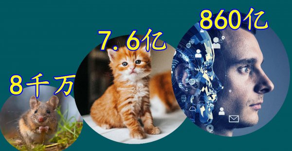 章鱼的智商到底有多高