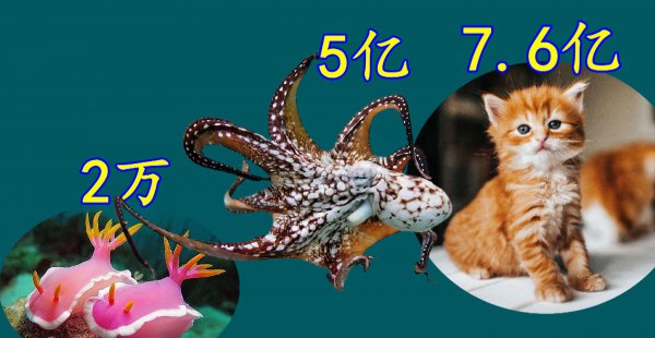 章鱼的智商到底有多高