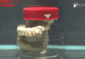 章鱼的智商到底有多高