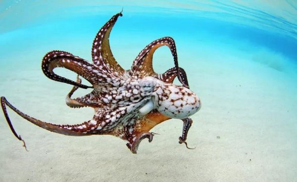 章鱼的智商到底有多高