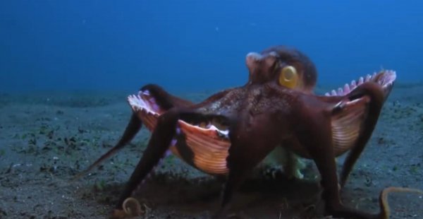 章鱼的智商到底有多高